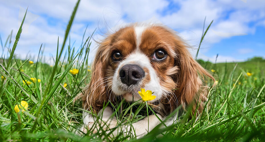 犬 付録